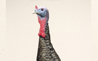 Gobbler Turkey Decoy